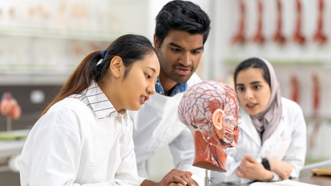 Medical students studying anatomy in university lab.